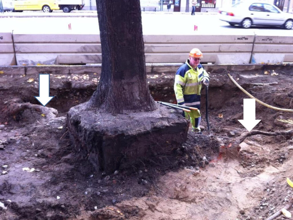 Einzelne Hauptwurzeln sichern das Überleben des Baumes, sind jedoch äußerst anfällig für Schäden durch Baumaßnahmen. Die Zerstörung einer solchen Wurzel kann das Absterben des Baumes zur Folge haben.